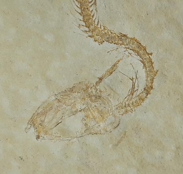 Leptolepides sprattiformis (BLAINVILLE 1818) - Bild © FossNet FossilienStore